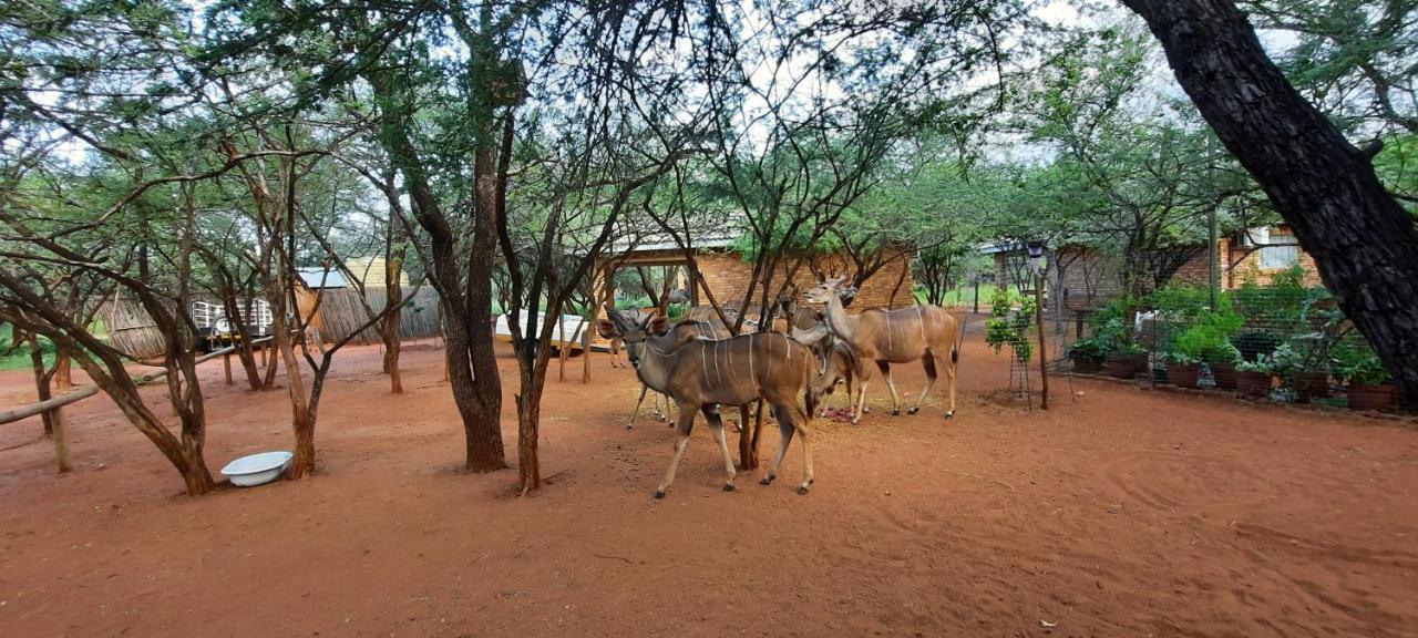 462 Bosbok Chalets مارلوث بارك المظهر الخارجي الصورة
