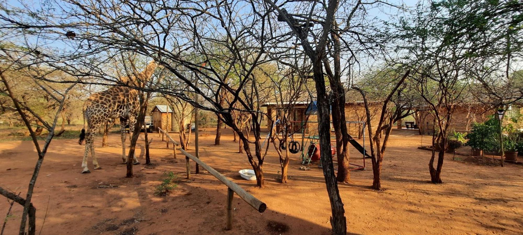 462 Bosbok Chalets مارلوث بارك المظهر الخارجي الصورة